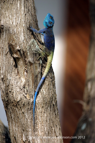 Blue Headed Tree Agama